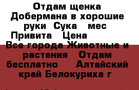 Отдам щенка Добермана в хорошие руки. Сука 5 мес. Привита › Цена ­ 5 000 - Все города Животные и растения » Отдам бесплатно   . Алтайский край,Белокуриха г.